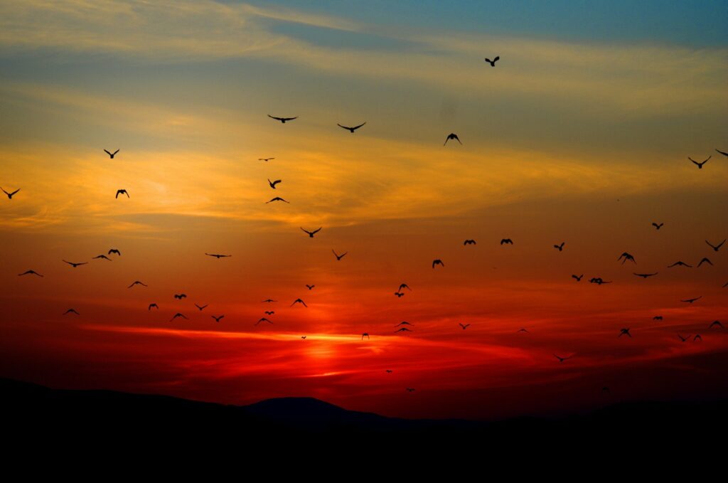 Birds f,ying over the mnountains into the sunset