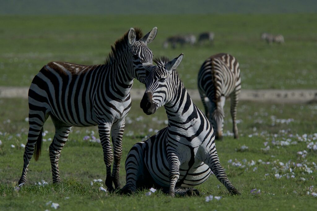 Three zebras in a field together