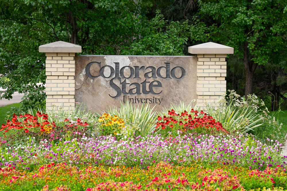 CSU stone sign with flowers in front