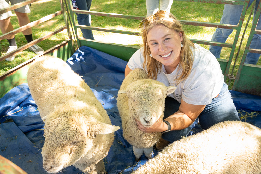 CSU Student looks up and smiles in a pen with sheep