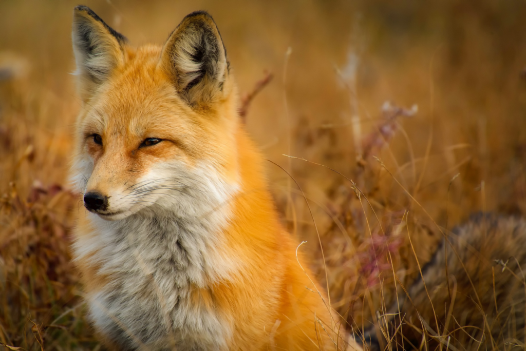 Fox in a field of tall grass